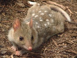 Foto: Quoll orientale